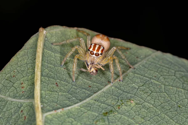 Araignée Sauteuse Genre Chira — Photo