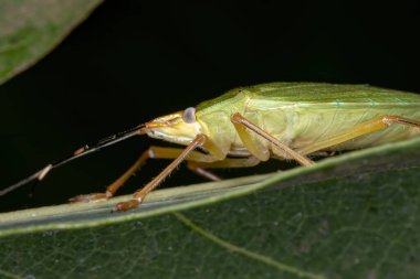 Klorocoris cinsinin pis kokulu böceği.