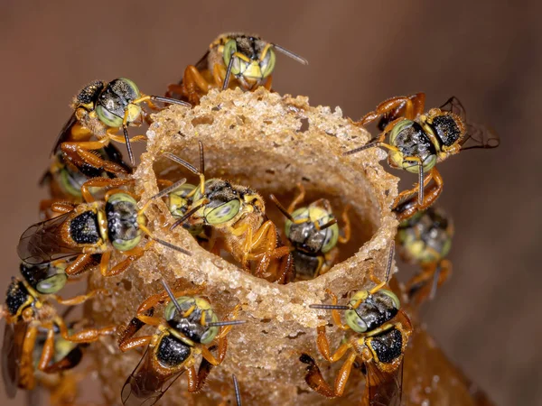 種の無茎蜂 テトラゴニスカ アングストゥラ — ストック写真