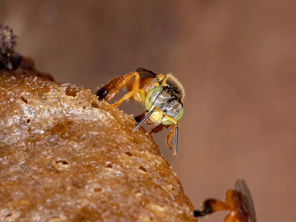 種の無茎蜂 テトラゴニスカ アングストゥラ — ストック写真