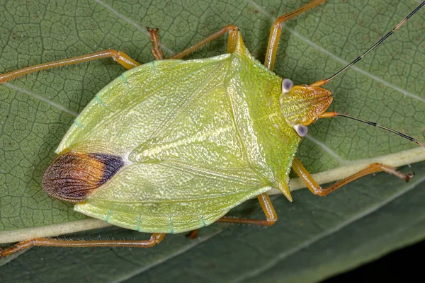 Śmierdzący Robak Rodzaju Chlorocoris — Zdjęcie stockowe