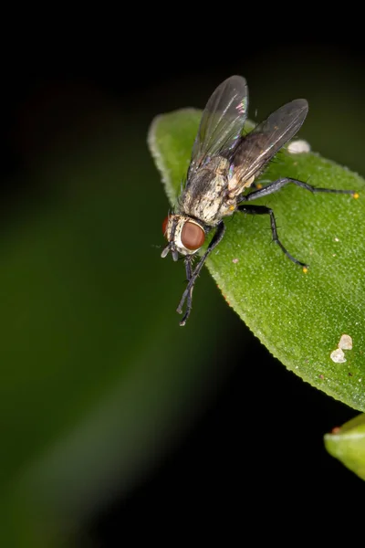 Tachinidae Család Brazil Tachinidrepülője — Stock Fotó