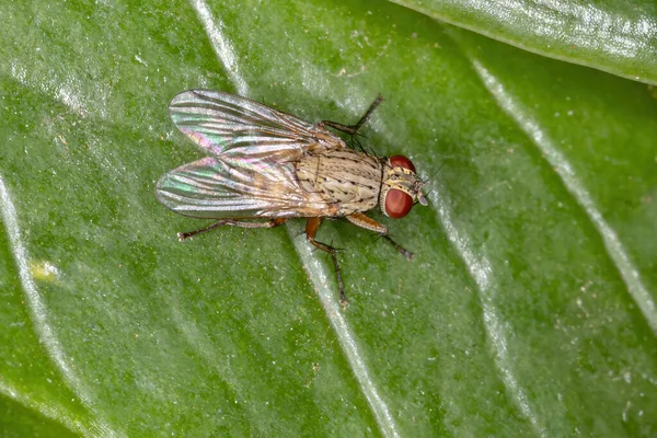 Tribe Coenosiini House Fly — 스톡 사진