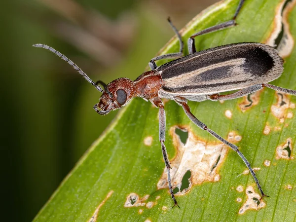 Burning Blister Beetle Genus Epicauta — Stock fotografie