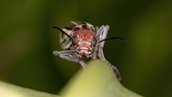 Genus Epicauta Blister Beetle 불타고 — 스톡 사진