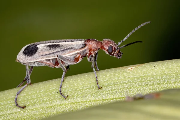 Brandende Blisterkever Van Genus Epicauta — Stockfoto