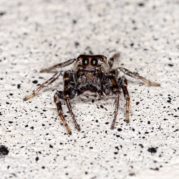 Павук Роду Метафідіппа — стокове фото