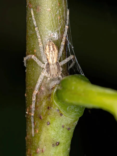 Pająk Krabowy Rodziny Philodromidae — Zdjęcie stockowe