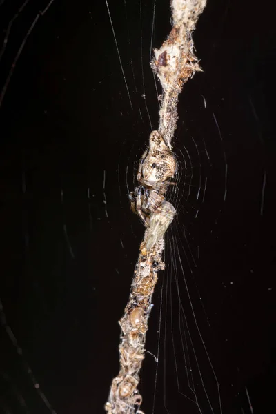 Trashline Brasiliana Orbweaver Del Genere Cyclosa — Foto Stock