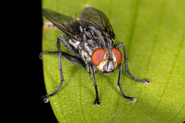 Fleischfliegen Der Familie Sarcophagidae — Stockfoto