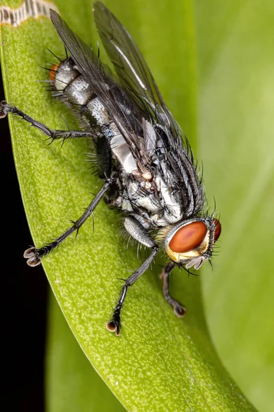 Fleischfliegen Der Familie Sarcophagidae — Stockfoto