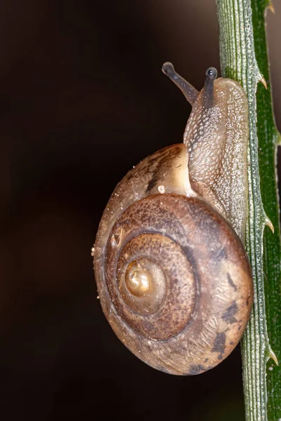 Asian Tramp Snail Species Bradybaena Similaris — Stock Photo, Image