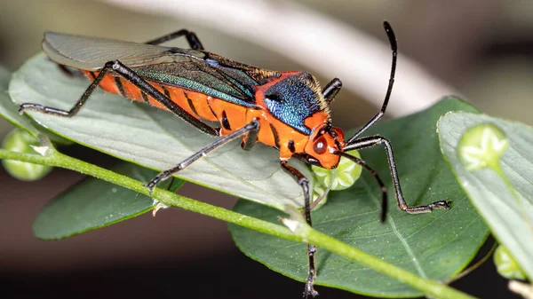 Bug Liściasty Gatunku Sphictyrtus Chrysis — Zdjęcie stockowe