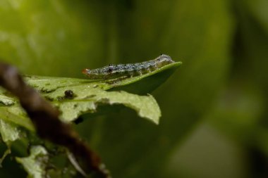 Caterpillar of a Cutworm Moth of the family Noctuidae on a Sweet Basil Plant of the species of the Ocimum Basilicum