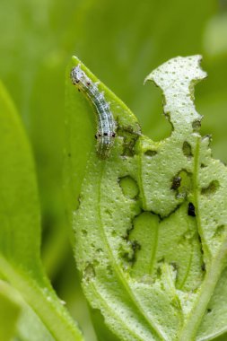 Caterpillar of a Cutworm Moth of the family Noctuidae on a Sweet Basil Plant of the species of the Ocimum Basilicum