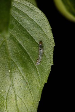 Caterpillar of a Cutworm Moth of the family Noctuidae on a Sweet Basil Plant of the species of the Ocimum Basilicum