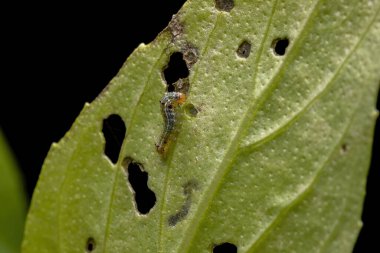 Caterpillar of a Cutworm Moth of the family Noctuidae on a Sweet Basil Plant of the species of the Ocimum Basilicum