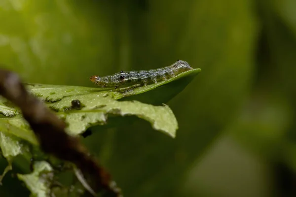 Caterpillar Cutworm Moth Family Noctuidae Sweet Basil Växt Arten Ocimum — Stockfoto