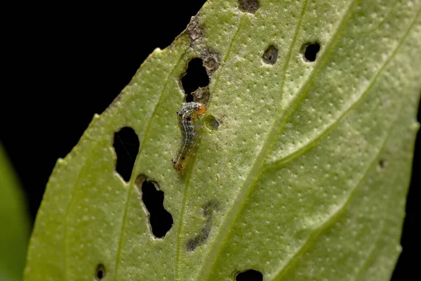 油菜科蚯蚓蛾的毛毛虫在甜罗勒植物上的研究 — 图库照片