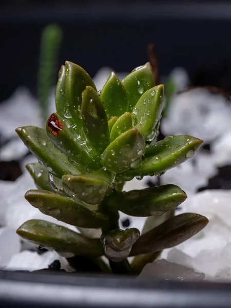 Planta Suculenta Cultivada Macro Vista — Foto de Stock