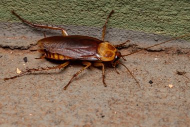 Adult American Cockroach of the species Periplaneta americana clipart
