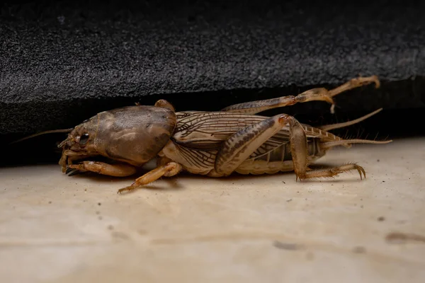 Adulto Mole Cricket Gênero Neoscapteriscus — Fotografia de Stock