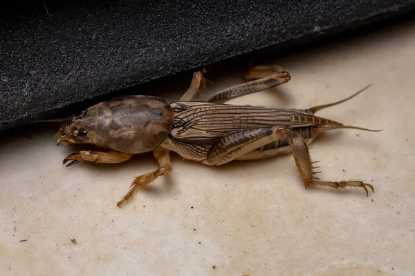 Adult Mole Cricket Genus Neoscapteriscus — Stock Photo, Image