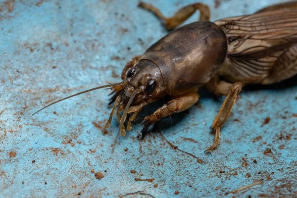 Adulto Mole Cricket Gênero Neoscapteriscus — Fotografia de Stock