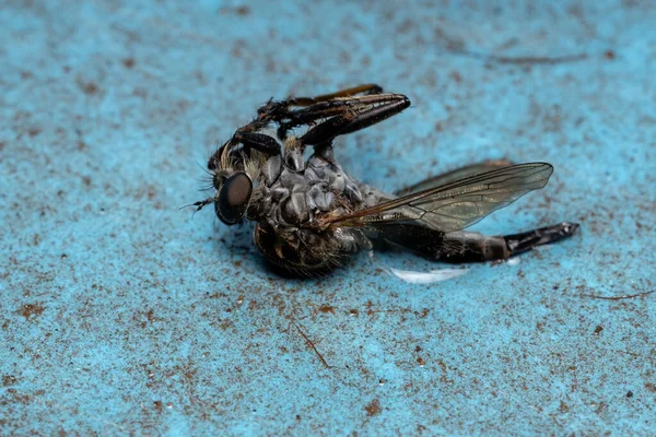 Mrtvý Lupič Fly Podčeledi Asilinae — Stock fotografie