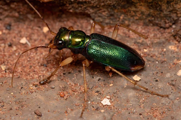 Besouro Tigre Verde Gênero Tetracha — Fotografia de Stock