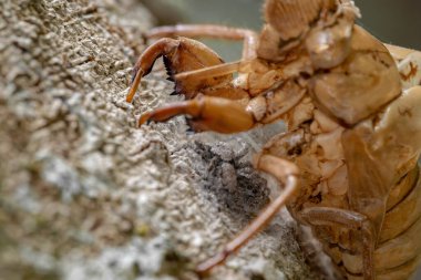 Bir ağustos böceği Exüvia 'nın altında Platycryptus büyüklüğünde zıplayan örümcekler.