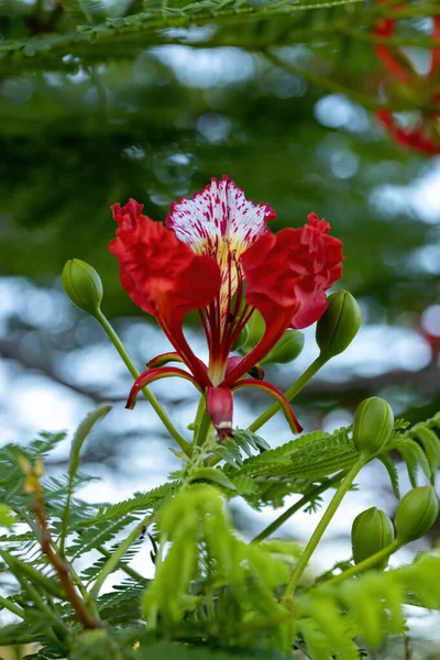 Piros Virág Flamboyant Faj Delonix Regia — Stock Fotó