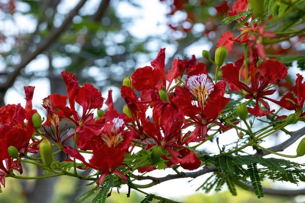 Red Flower Tree Flamboyant Species Delonix Regia — Stock Photo, Image