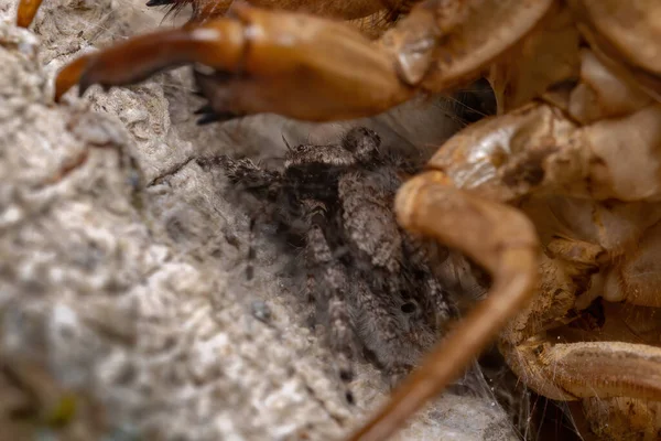 Пара Стрибаючих Павуків Виду Platycryptus Magnus Під Цикадою Exuvia — стокове фото