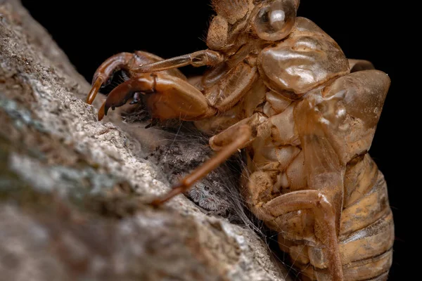 Couple Araignées Sauteuses Espèce Platycryptus Magnus Sous Une Exuvie Cigale — Photo