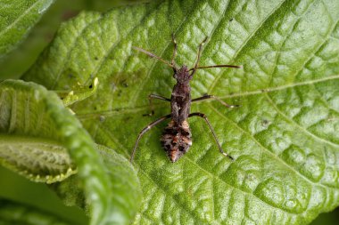 Alydidae ailesinin Geniş Kafalı Böcek Perisi