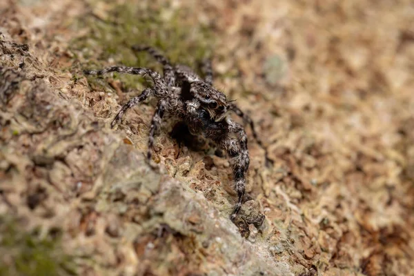 Adulto Macho Pulando Aranha Espécie Platycryptus Magnus Tronco Árvore — Fotografia de Stock