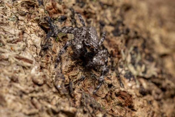 Volwassen Mannelijke Springspin Van Soort Platycryptus Magnus Een Boomstam — Stockfoto