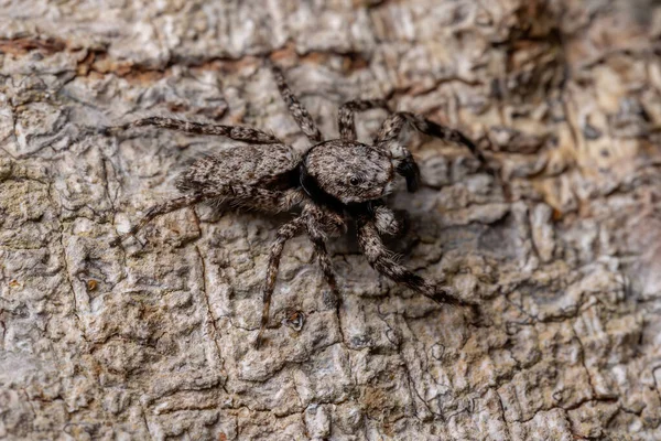 Dospělý Samec Skákající Pavouk Druhu Platycryptus Magnus Kmeni Stromu — Stock fotografie