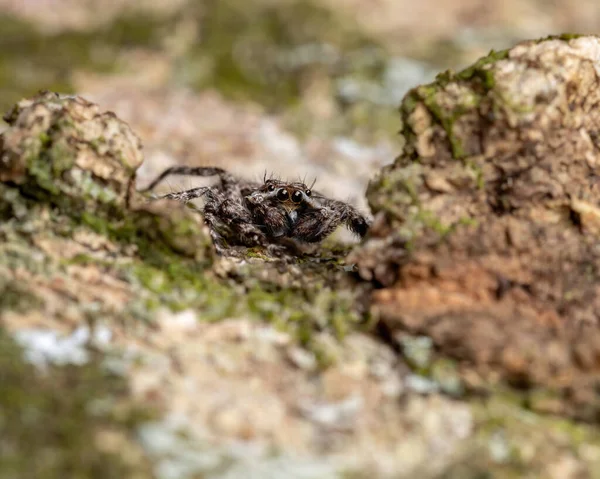 Masculin Adult Sărind Păianjen Speciei Platycryptus Magnus Trunchi Copac — Fotografie, imagine de stoc