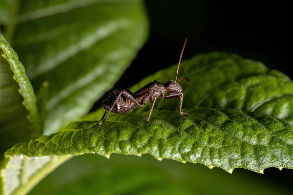 Alydidae Ailesinin Geniş Kafalı Böcek Perisi — Stok fotoğraf
