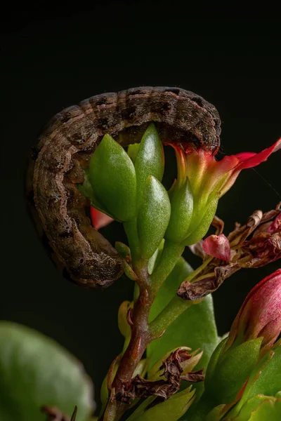 食用植物鞭毛虫种的毛毛虫食用植物鞭毛虫种的鞭毛虫 — 图库照片