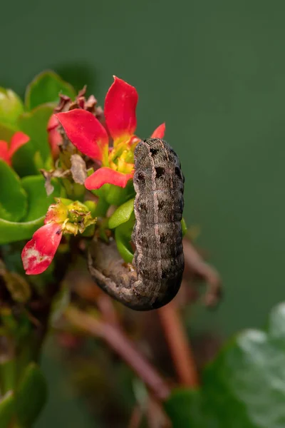 Lagarta Espécie Spodoptera Cosmioides Que Come Flor Planta Flaming Katy — Fotografia de Stock