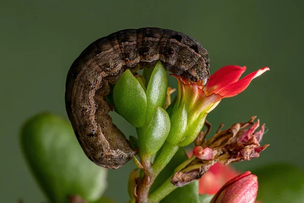 Κάμπια Του Είδους Spodoptera Cosmioides Που Τρώει Άνθος Του Φυτού — Φωτογραφία Αρχείου