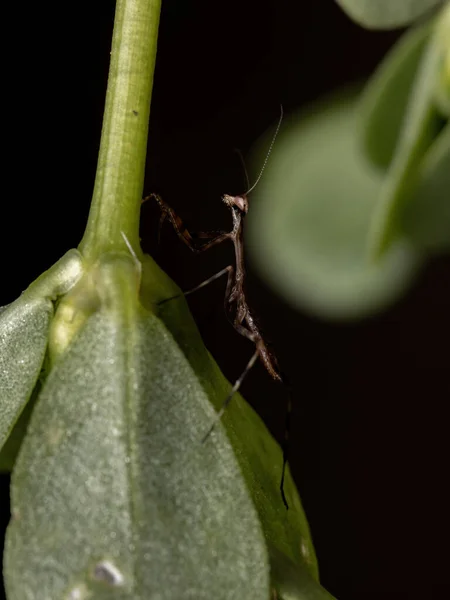 Stagmatoptera Cinsinden Tek Boynuzlu Mantis Nymph — Stok fotoğraf