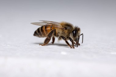 Batı Bal Arısı türünün Apis mellifera 'sı duvarda