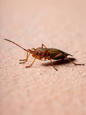 Duvarda Genus Dysdercus 'un Yetişkin Pamuk Stainer Böceği