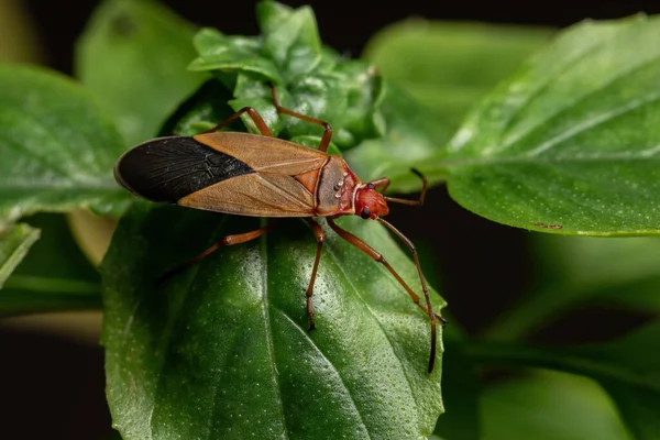 Adult Cotton Stainer Bug Släktet Dysdercus Basilikablad — Stockfoto