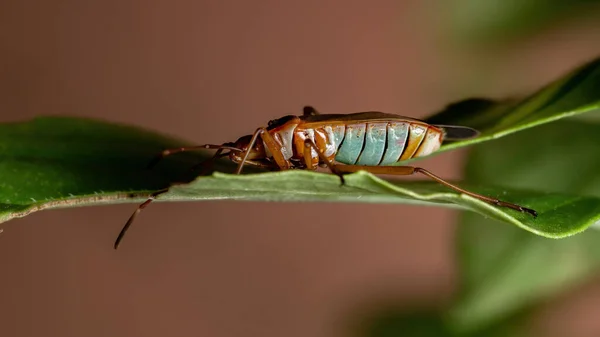 Ενηλίκων Cotton Stainer Bug Genus Dysdercus Φύλλο Βασιλικού — Φωτογραφία Αρχείου
