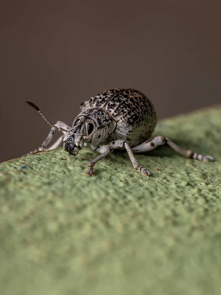 Breitnasenkäfer Der Art Cydianerus Latruncularius Einer Grünen Wand — Stockfoto